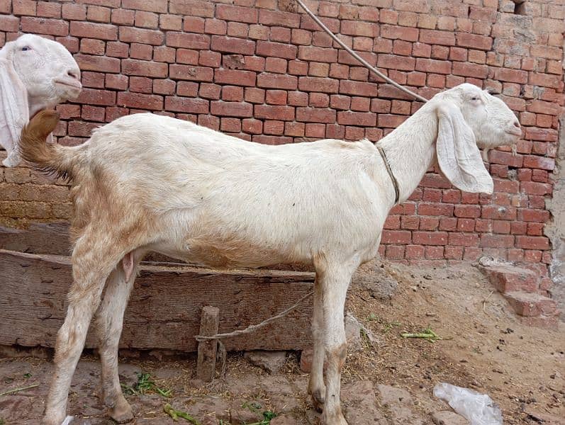 rajanpuri gabban goats / rajanpuri femal / Goat / rajanpuri bakri 3