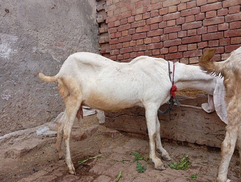 rajanpuri gabban goats / rajanpuri femal / Goat / rajanpuri bakri 4