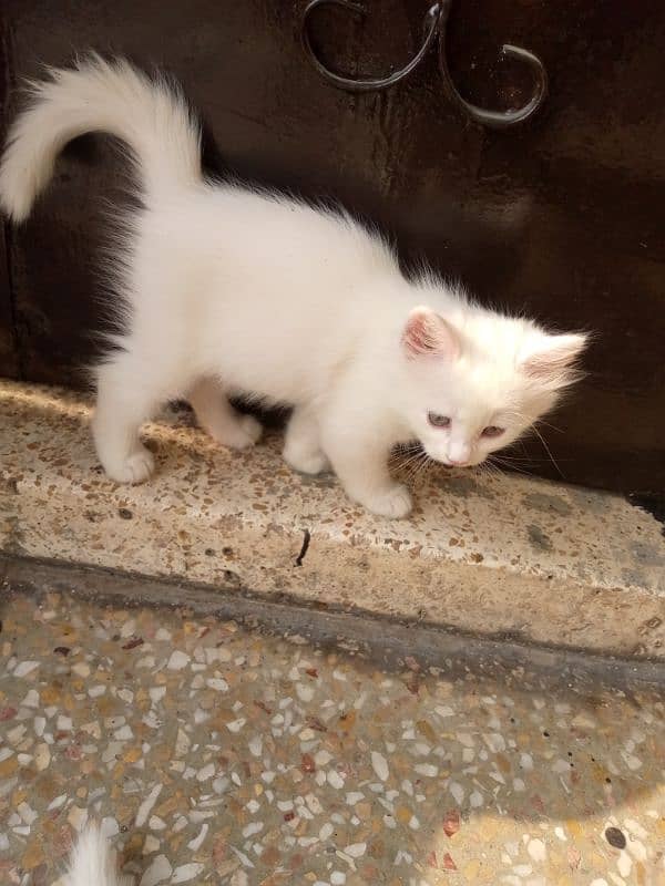 beautiful Persian cat female 2