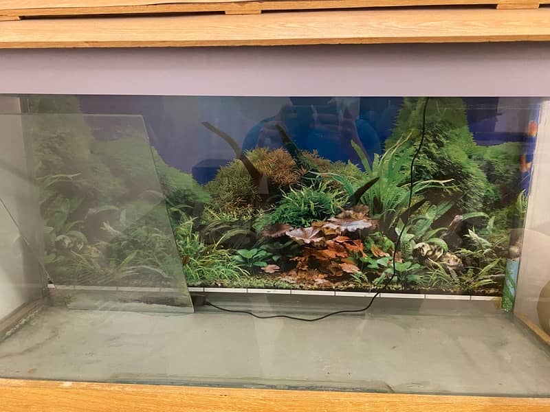 Aquarium for Sale 3