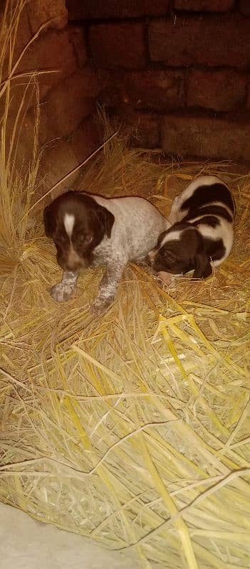 English and German pointer cross 2