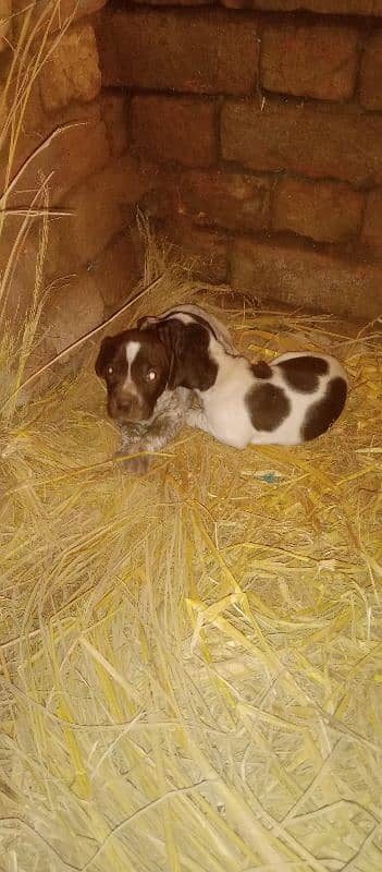 English and German pointer cross 4