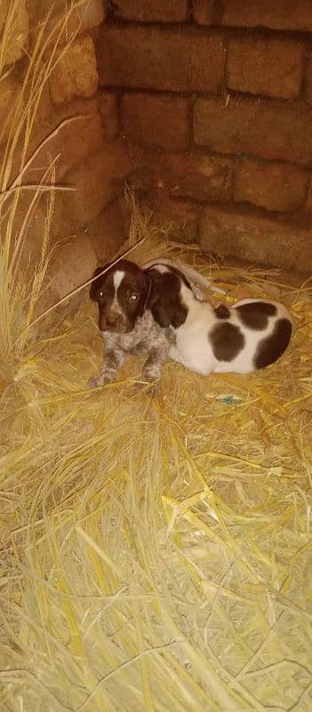 English and German pointer cross 5