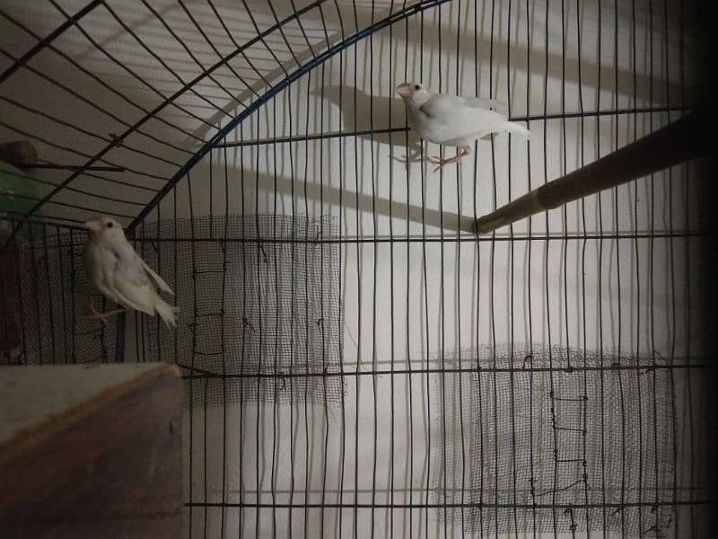 Simple diamond dove for sale (breeder pairs. ) 0