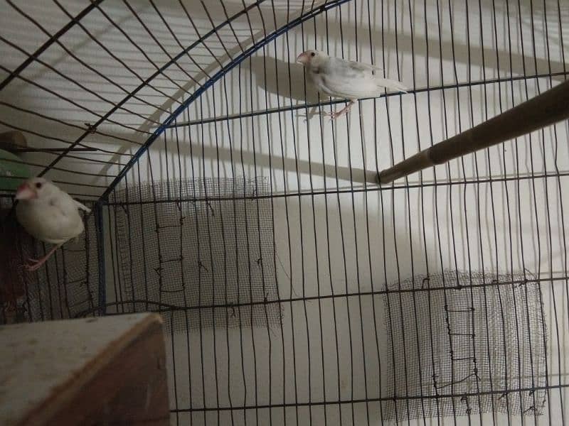 Simple diamond dove for sale (breeder pairs. ) 1