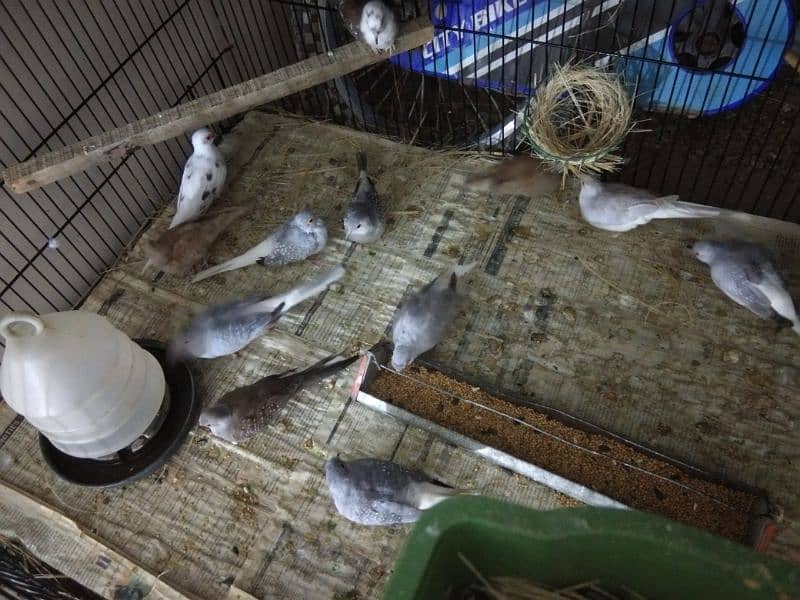 Simple diamond dove for sale (breeder pairs. ) 2