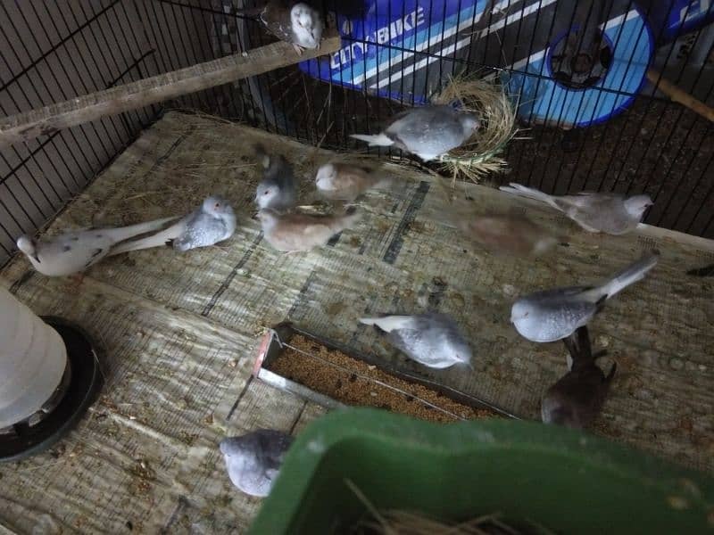 Simple diamond dove for sale (breeder pairs. ) 3