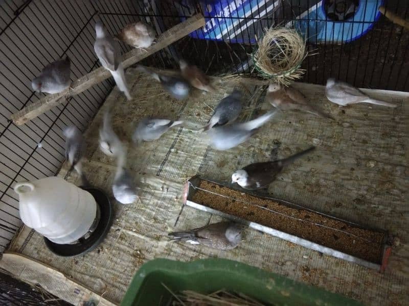 Simple diamond dove for sale (breeder pairs. ) 4