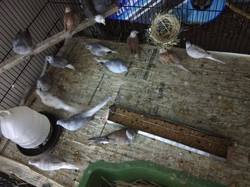 Simple diamond dove for sale (breeder pairs. ) 5