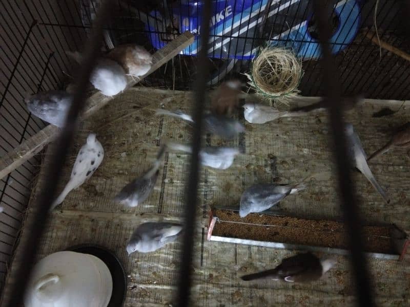 Simple diamond dove for sale (breeder pairs. ) 6