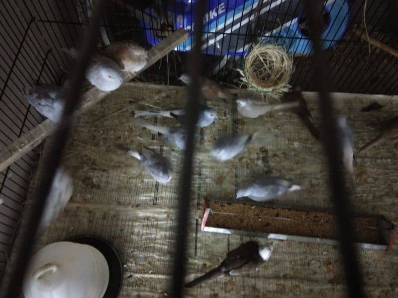 Simple diamond dove for sale (breeder pairs. ) 8