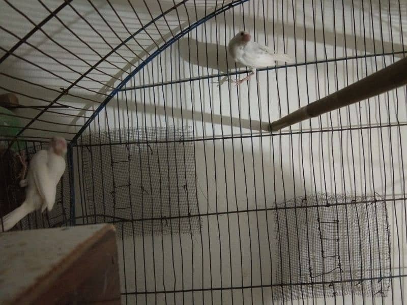 Simple diamond dove for sale (breeder pairs. ) 9