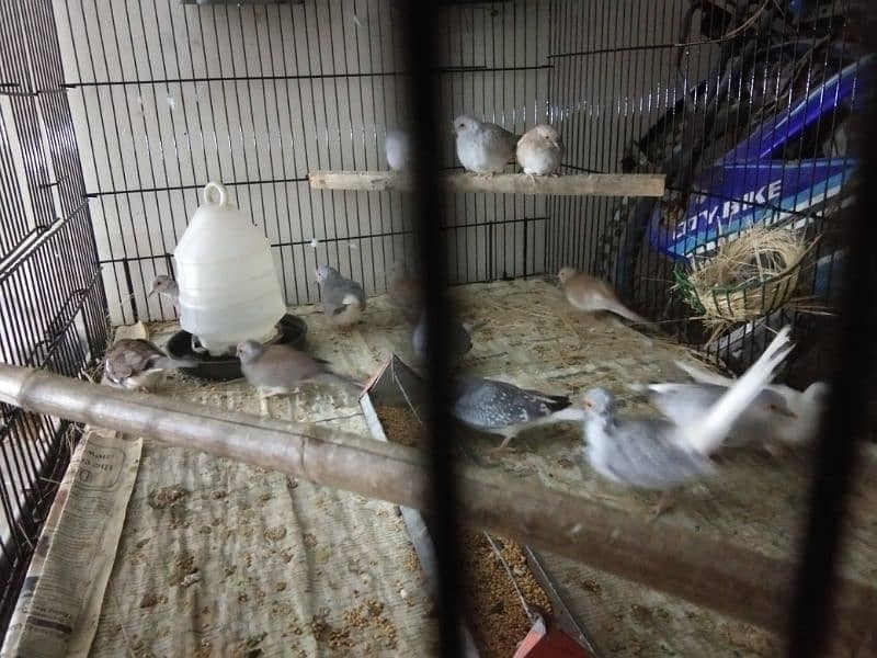 Simple diamond dove for sale (breeder pairs. ) 10