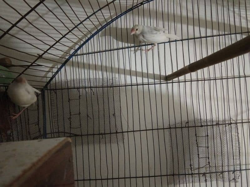 Simple diamond dove for sale (breeder pairs. ) 11