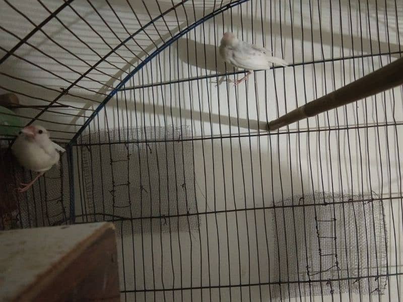 Simple diamond dove for sale (breeder pairs. ) 13