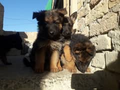 Selling a german shepherd puppies