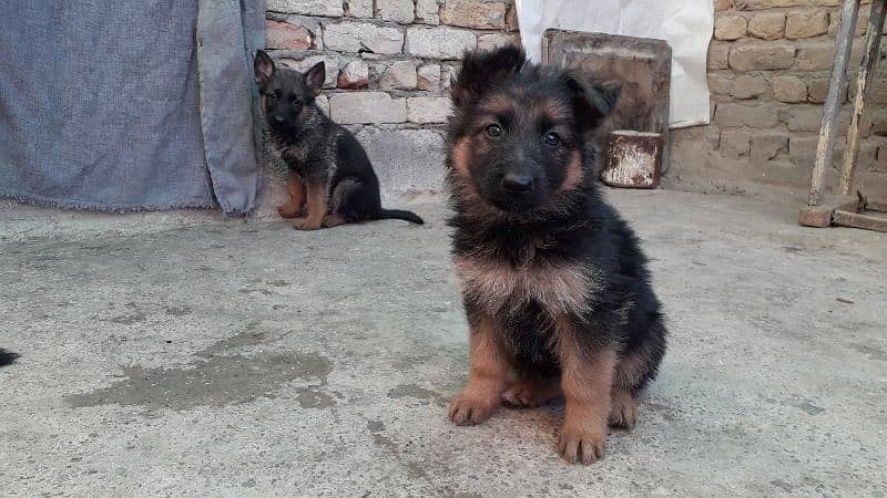 Selling a german shepherd puppies 2