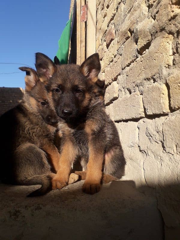 Selling a german shepherd puppies 3