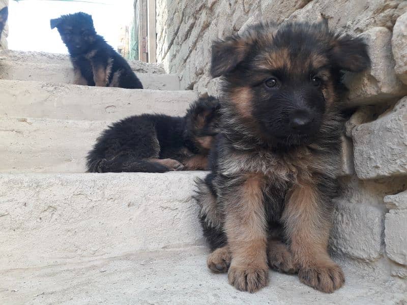 Selling a german shepherd puppies 4