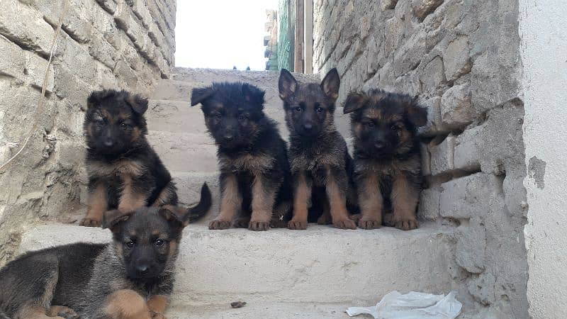 Selling a german shepherd puppies 5