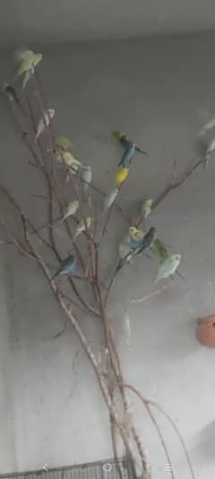 Mature Breeding Budgies