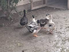 Ducks