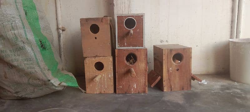 Parrots Box 1