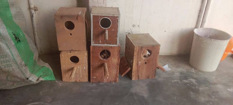 Parrots Box 2