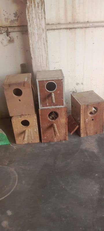 Parrots Box 3