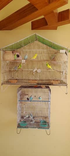 Budgies