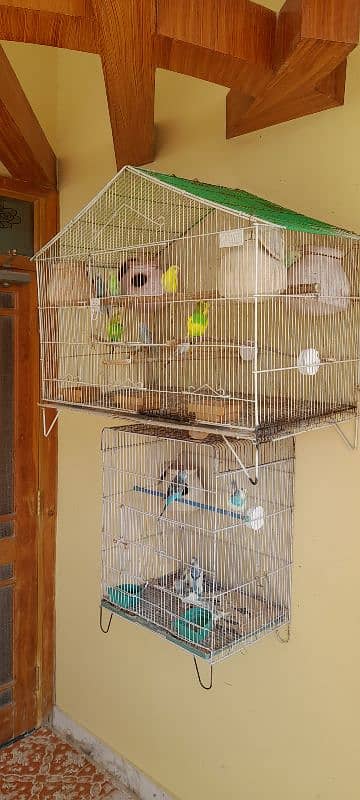 Budgies 1