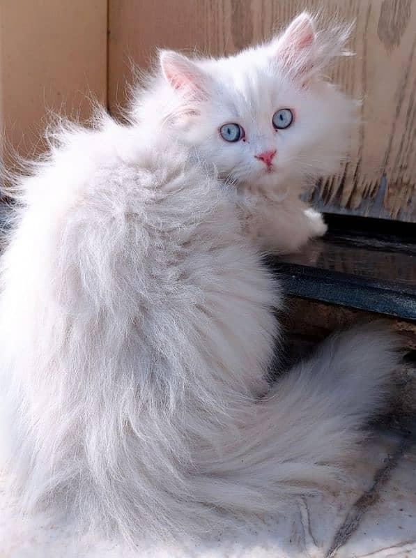 white kitten 1