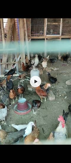 Golden Misri hens eggs laying available contact 03125069744