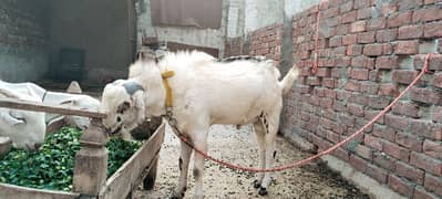 2 bakray or aik bakri for sale