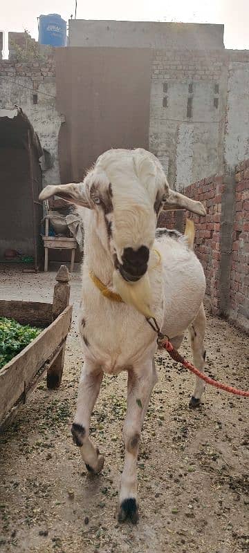 2 bakray or aik bakri for sale 1