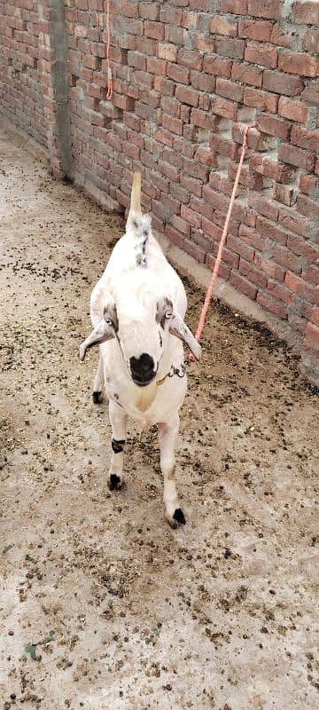 2 bakray or aik bakri for sale 2