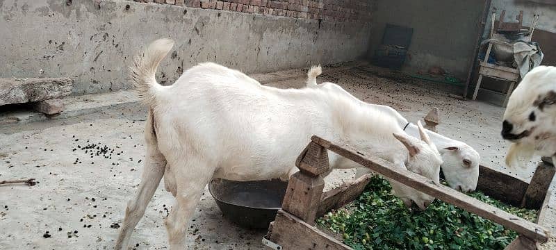 2 bakray or aik bakri for sale 3