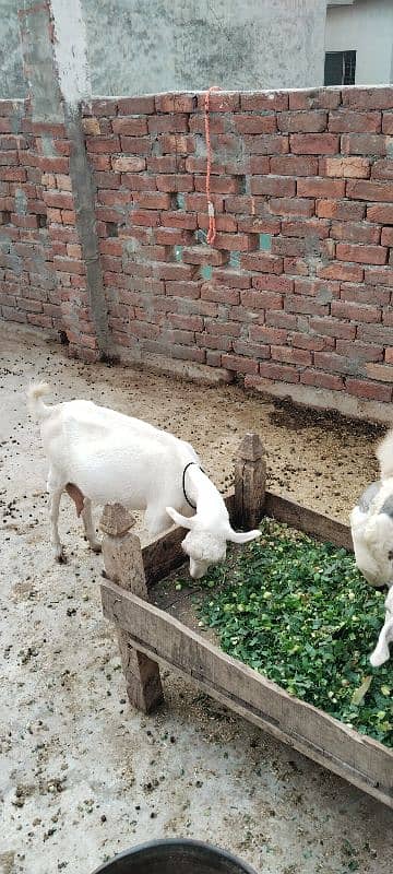 2 bakray or aik bakri for sale 4