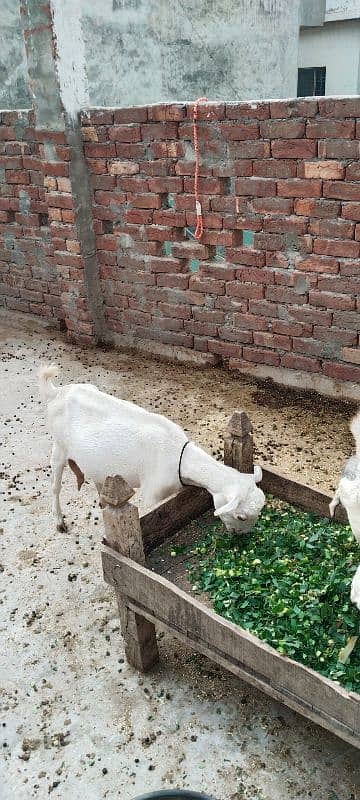 2 bakray or aik bakri for sale 5