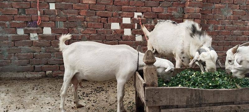 2 bakray or aik bakri for sale 6