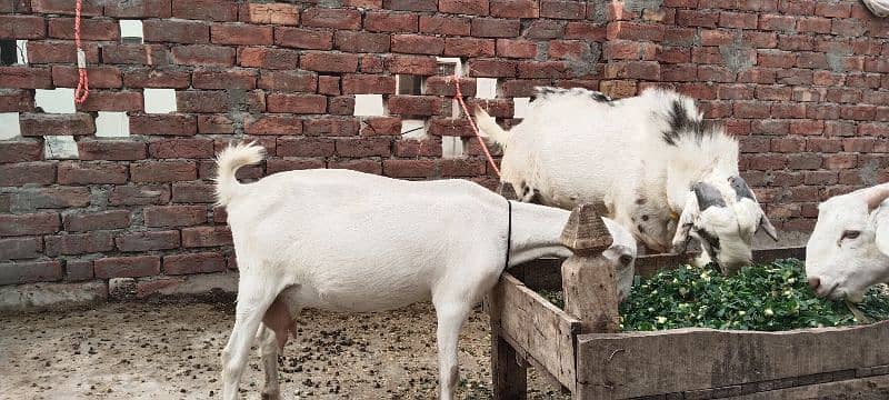 2 bakray or aik bakri for sale 7