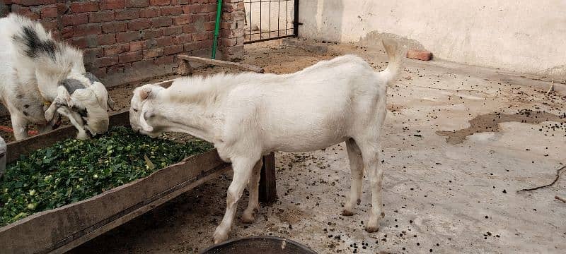 2 bakray or aik bakri for sale 8