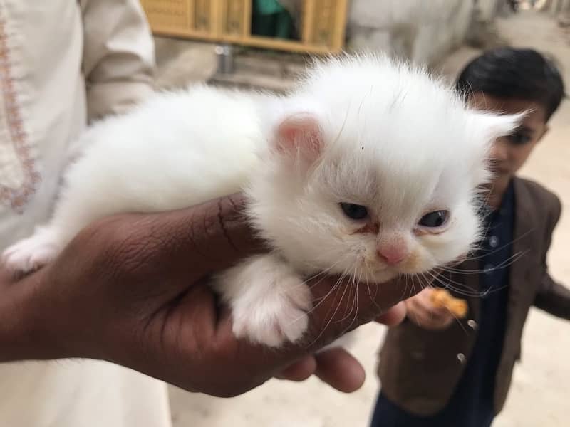 Persian Cat Double courted 0