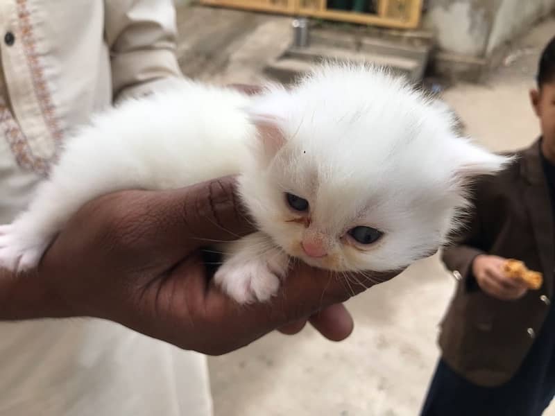 Persian Cat Double courted 1