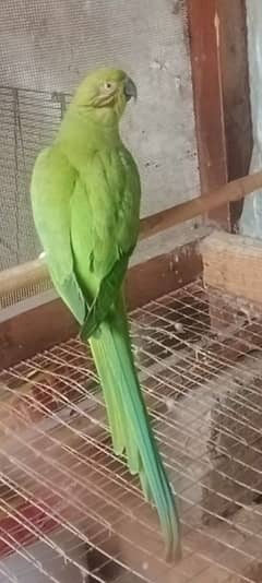 green parrot female for sale 5000