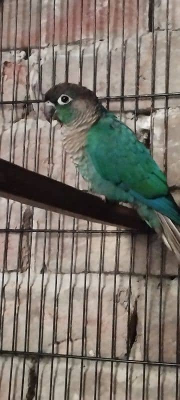 Blue turquoise conure with out DNA  nail tail all ok 3