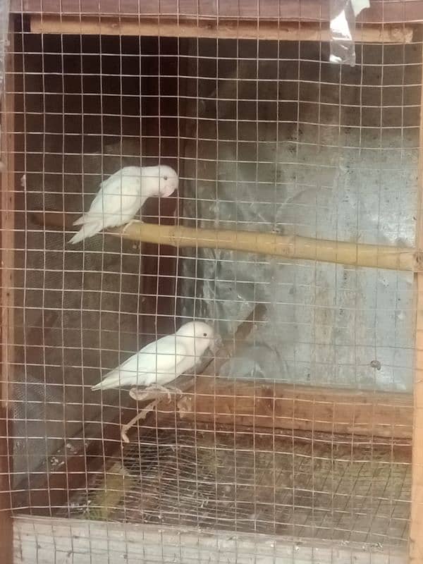 Albino Red Eye 2 males 5000 0