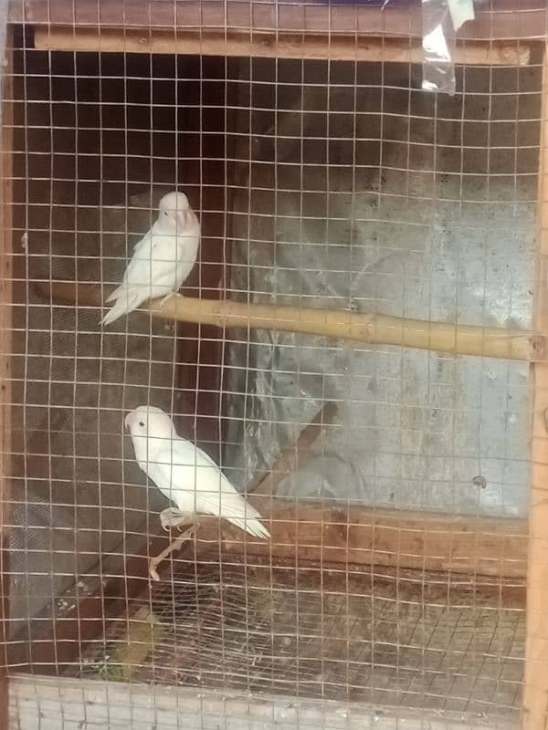 Albino Red Eye 2 males 5000 1