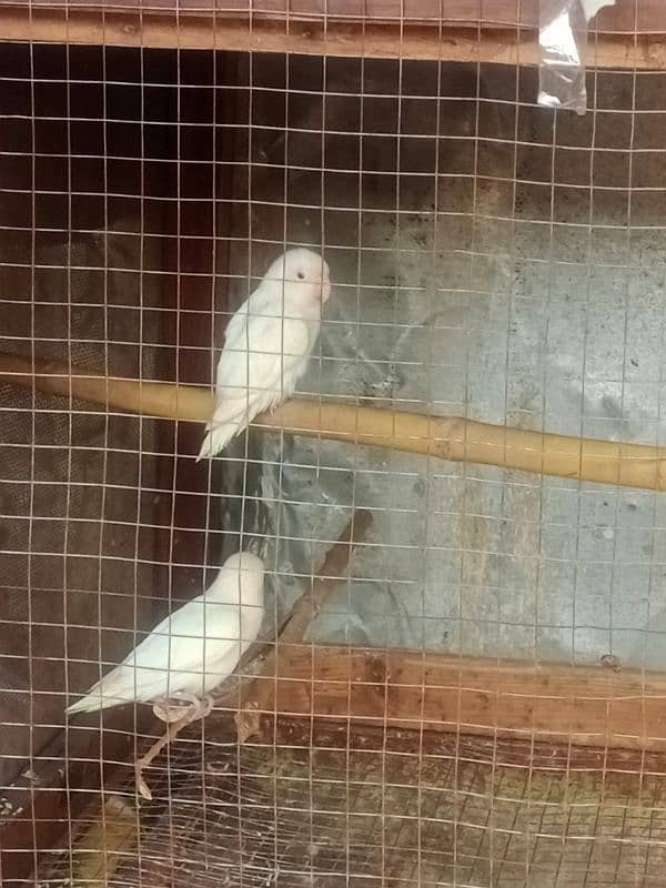 Albino Red Eye 2 males 5000 2