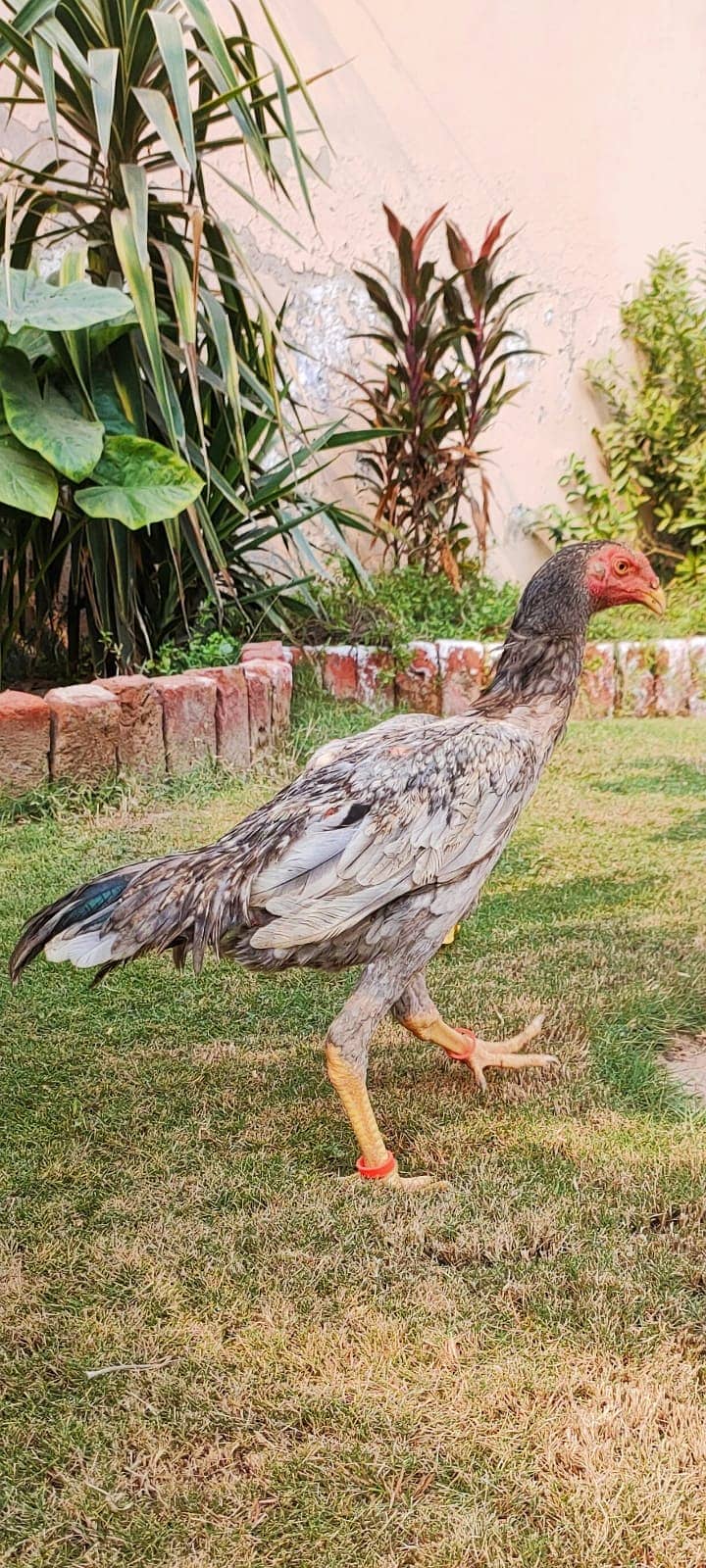 Blue Shamoo | Shamo | Aseel | Murga | Shamo male | Pure bread | Hens 0